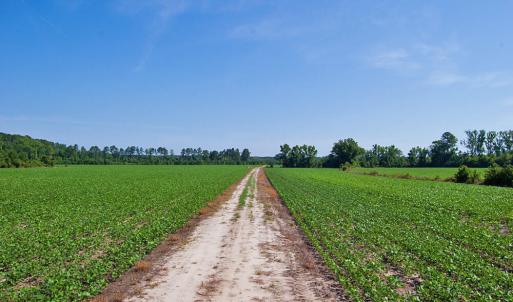 Photo #42 of 1 Nc Highway 33, Tarboro, NC 278.8 acres