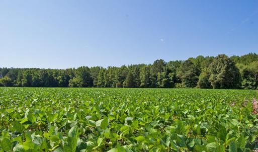 Photo #52 of 2 Nc Highway 33, Tarboro, NC 404.3 acres