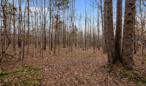 WOODED