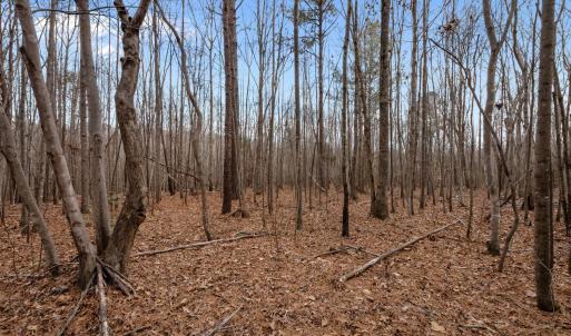 WOODED