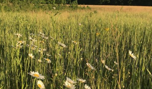 MissummerMeadow 6061RiverRun