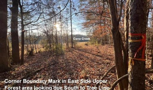 EdgeOfNorthMidForestBoundaryLine 6061Riv