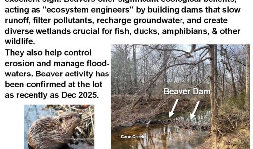 BeaverDam 6061RiverRun