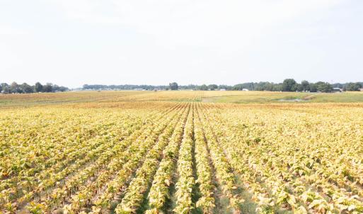 DJI_0710