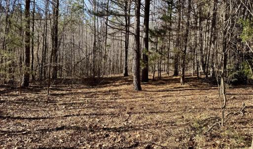11901 - flat building site mature trees