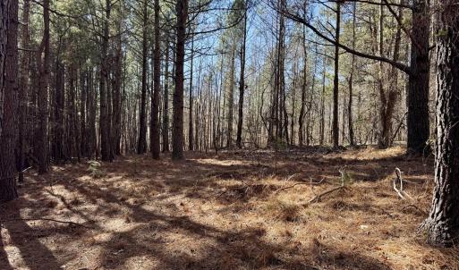 11901 - mature trees flat building site