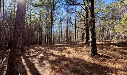 11901 - Sunburst building site