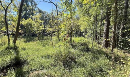 Photo #16 of 1012 Halifax, Rocky Mount, NC 20.0 acres