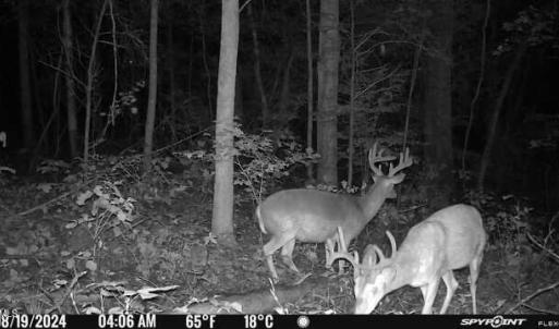 Trail Cam Picture