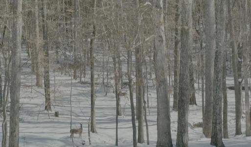 Deer in Snow Picture