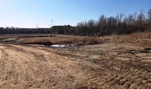Path over creek Portrait