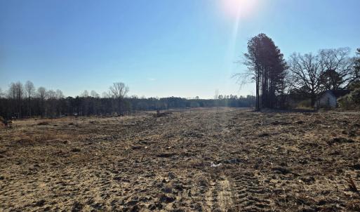 Cleared Land Portrait