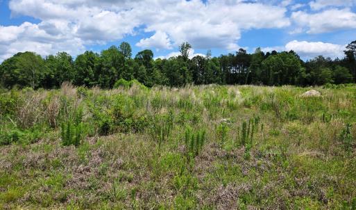 Field to Woods 1