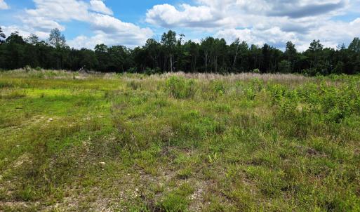 Field to Woods 2