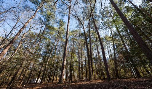 Copy of Ground - 6724 Wimberly-17