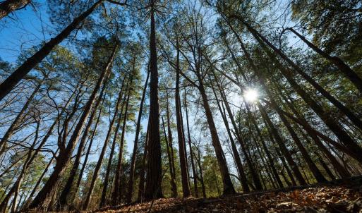 Copy of Ground - 6724 Wimberly-18