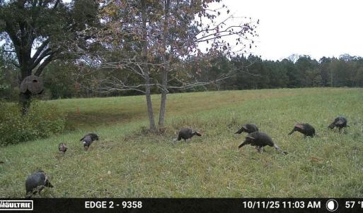 Caswell turkeys