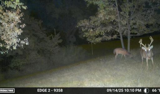 Caswell buck1