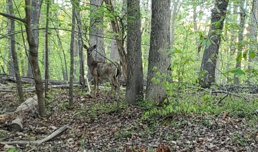Deer