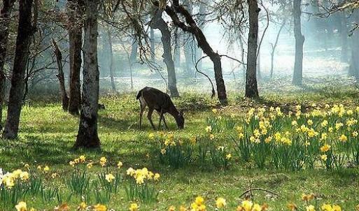 derr in flowers
