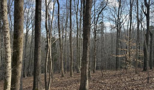 Overlooking Creek