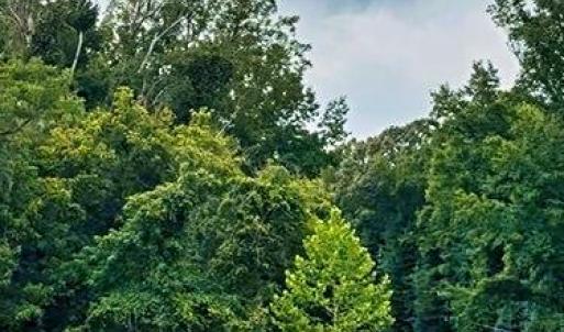 Photo #9 of Parham, Roxboro, NC 14.8 acres