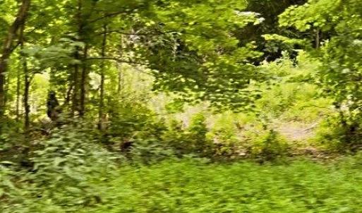 Photo #10 of Parham, Roxboro, NC 14.8 acres