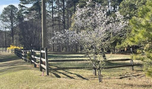 Buchanan Cherry Tree 2