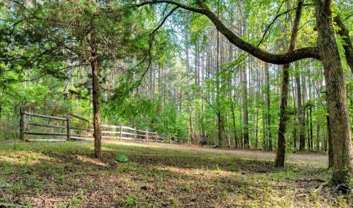Buchanan Fence in Woods