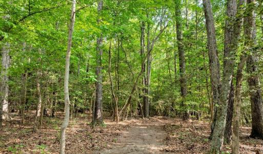 Buchanan Path Through Woods