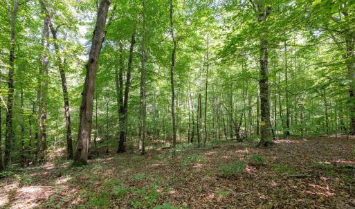 Photo #9 of 6910 Long Meadow, Whitsett, NC 20.6 acres