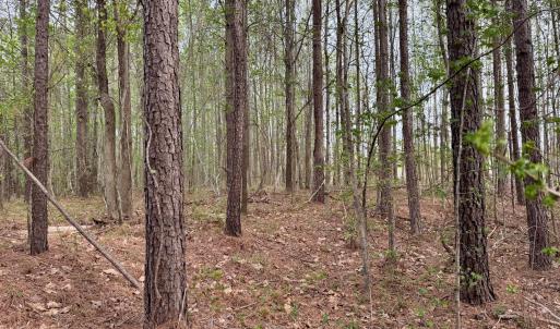 Hwy 86 - 30 ac - established forest