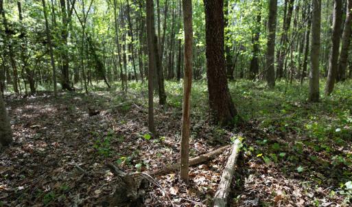 Ground Photos - Nordon-13