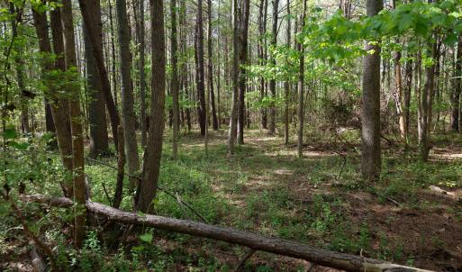 Ground Photos - Nordon-16