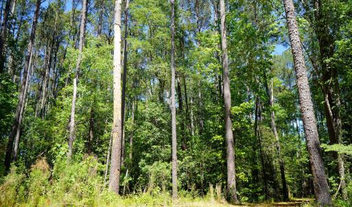 15 Acres Nottingham Rd Jonio 14