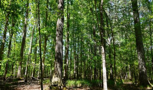 15 Acres Nottingham Rd Jonio 16