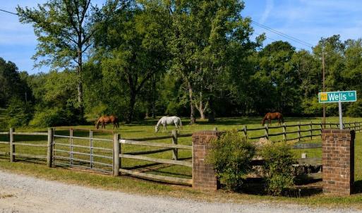 Horses grazing - front pasture 2