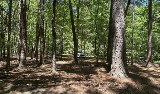 trees