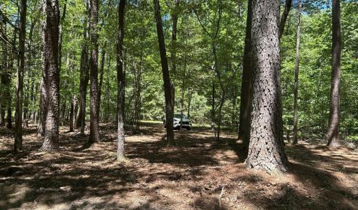 trees