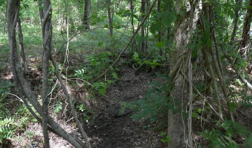 Woods View