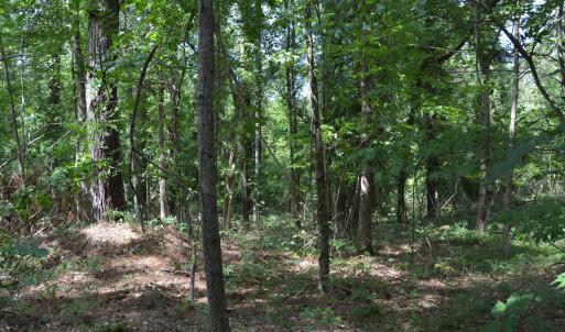 Woods View