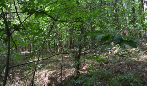 Woods View