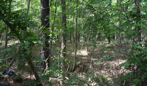 Woods View