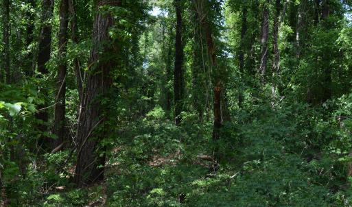 Woods View