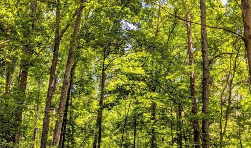 Tall trees abound