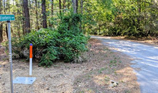 Blueberry Lane