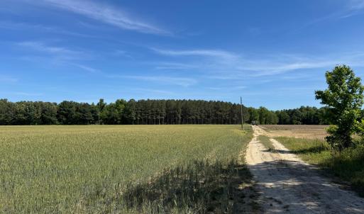 Field and Path photo 2