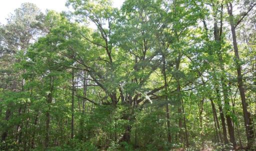 Old White Oak