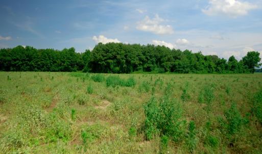 Photo #27 of 2 Bowden, Turkey, NC 11.0 acres