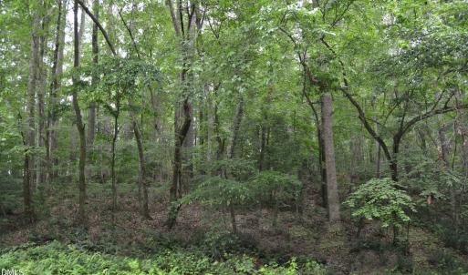 Wooded area